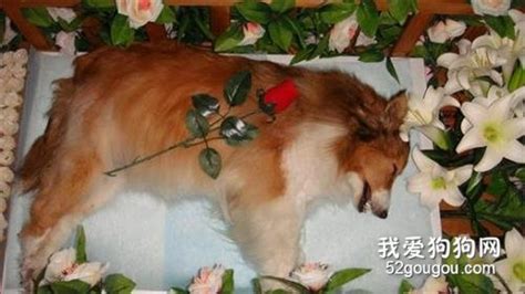 狗死在家里|狗去世了怎么妥善地处理爱犬的遗体？一篇文章告诉你